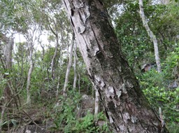 19NEcorce de Securinega durissima - Bois dur-Corce rouge - Euphorbiacées > Phyllanthaceae- Indigène à La Réunion, à Maurice, à Madagascar