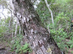 20 Ecorce de Securinega durissima - Bois dur-Corce rouge - Euphorbiacées > Phyllanthaceae- Indigène à La Réunion, à Maurice, à Madagascar