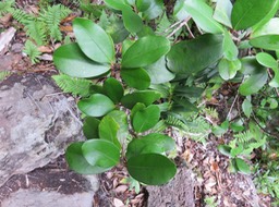 21 Erythroxylum sideroxyloides Lam. - Petit Bois de rongue - Erythroxylaceae - Mascar. (B, M)