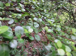 26 Fruits de  ??? Fernelia buxifolia Lam. - Bois de buis - Rubiaceae - Endémique des Mascareignes