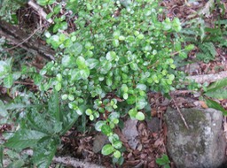 27 Fernelia buxifolia Lam. - Bois de buis - Rubiaceae - Endémique des Mascareignes