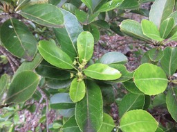 28 Fleurs Elaeodendron orientale (Cassine orientalis) - Bois rouge - CELASTRACEAE - endémique de la Réunion de Maurice et de Rodrigues