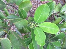 30 Fleurs Elaeodendron orientale (Cassine orientalis) - Bois rouge - CELASTRACEAE - endémique de la Réunion de Maurice et de Rodrigues