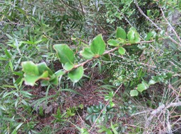 33 Feuilles de juvénile Scolopia heterophylla (Lam.) Sleumer - Bois de tisane rouge - Salicaceae - Endémique des Mascareignes