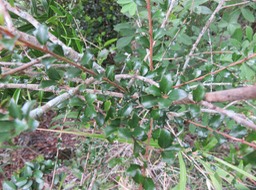 34 Feuilles de juvénile Scolopia heterophylla (Lam.) Sleumer - Bois de tisane rouge - Salicaceae - Endémique des Mascareignes