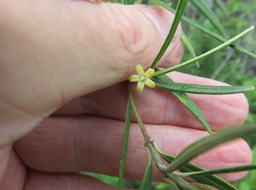 35 Fleur de Secamone volubilis (Lam.) Marais. - Liane bois d'olive - Apocynaceae - Endémique La Réunion et Maurice.