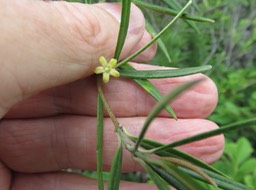 36 Fleur de Secamone volubilis (Lam.) Marais. - Liane bois d'olive - Apocynaceae - Endémique La Réunion et Maurice.