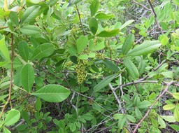 4 Omniprésent Rhus longipes Engl - Faux poivrier blanc - Anacardiaceae - Afrique australe et de l'Est
