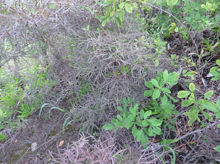 40 ??? Indigofera ammoxylum  (DC.) Polhill - Bois de sable - Fabaceae -Endémique Réunion