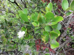 5 Fleur blanche (et non rose) de Eugenia buxifolia - Bois de nèfles à petites feuilles - Myrtacée