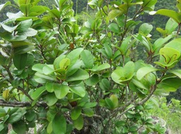 6 Erythroxylum sideroxyloides Lam. - Petit Bois de rongue - Erythroxylaceae - Mascar. (B, M)
