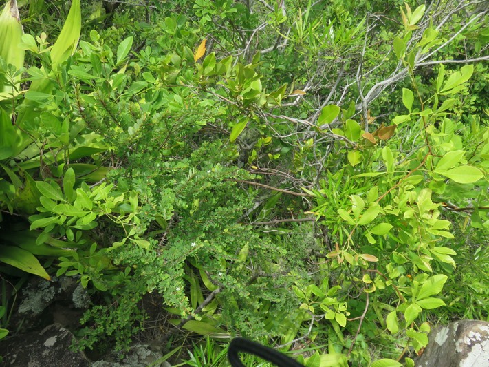7 Erythroxylum hypericifolium Lam. - Bois d'huile - Erythroxylaceae - Endémique Réunion, Maurice  fleurs