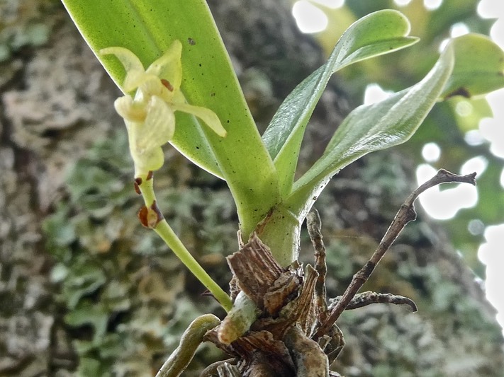 Angraecum sp .orchidaceae.P1010109