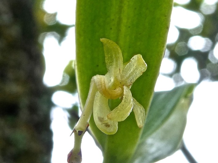 Angraecum sp. orchidaceae.P1010101