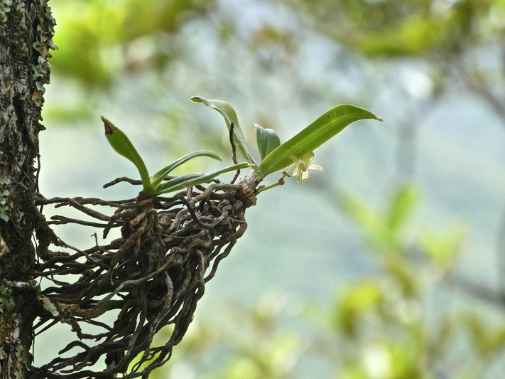 Angraecum sp .orchidaceae.P1010092