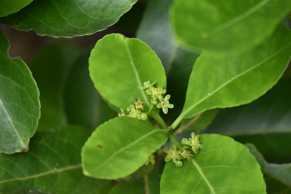 Cassine orientalis - Bois rouge (fleurs) - CELASTRACEAE - Endémique des Mascareignes