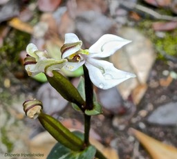 Disperis tripetaloides.orchidaceae.indigène Réunion.P1010214