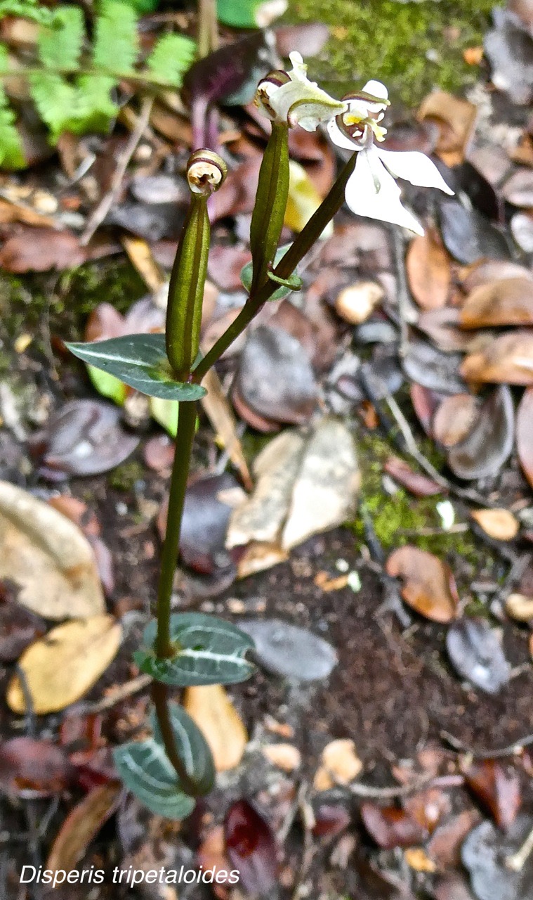Disperis tripetaloides.orchidaceae.indigène Réunion.P1010212