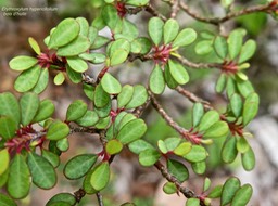 Erythroxylum hypericifolium.bois d'huile. erythroxylaceae.endémique Réunion Maurice.P1010188