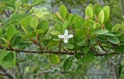 Erythroxylum hypericifolium.bois d'huile.erythroxylaceae.endémique Réunion Maurice.P1010450