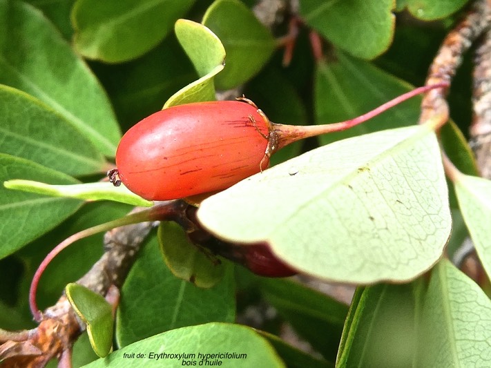 Erythroxylum hypericifolium. bois d'huile.(fruit )erythroxylaceae.endémique Réunion Maurice .P1010373