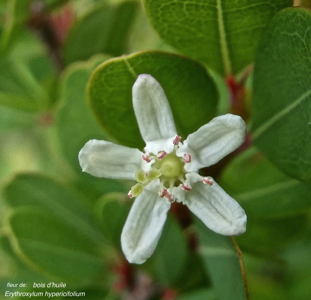 Erythroxylum hypericifolium.bois d'huile.(fleur) erythroxylaceae.endémique Réunion Maurice.P1010063