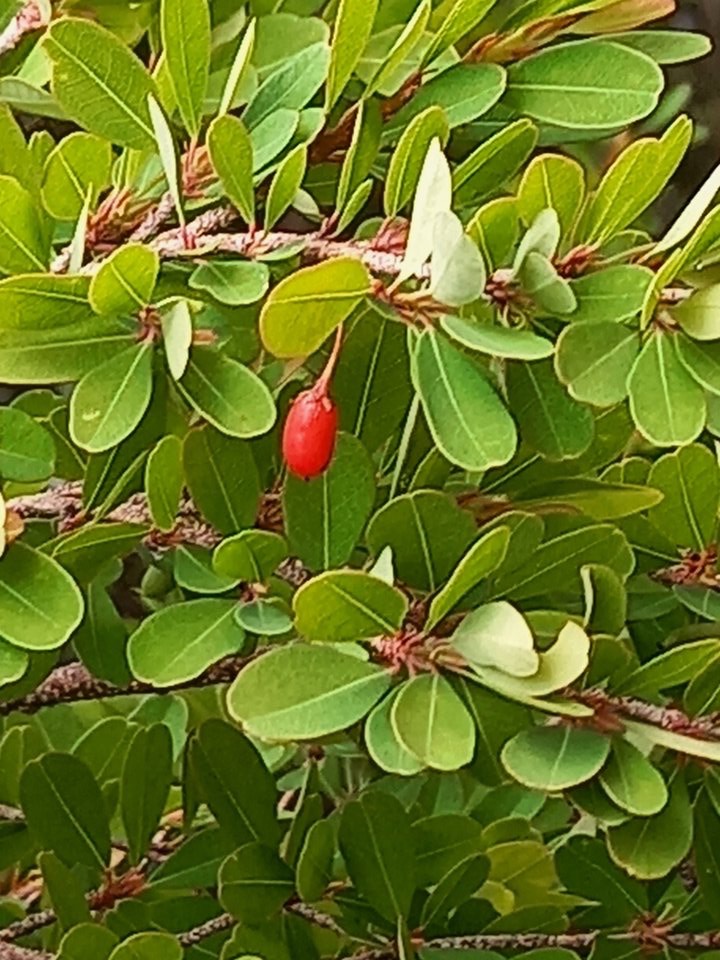 Erythroxylum hypericifolium - Bois d'huile (fruits) - ERYTHROXYLACEAE - Endémique Réunion, Maurice