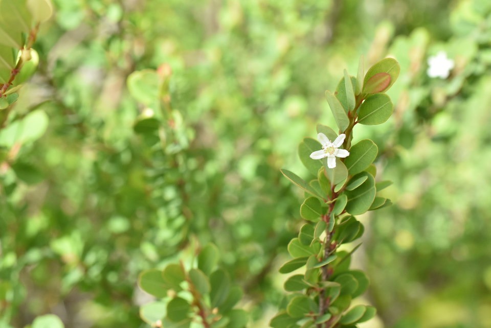 Erythroxylum hypericifolium - Bois d'huile (fleurs) - ERYTHROXYLACEAE - Endémique Réunion, Maurice