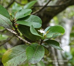 Erythroxylum sideroxyloides.bois de rongue.(avec fleur ) erythroxylaceae.endémique Réunion Maurice.P1010268