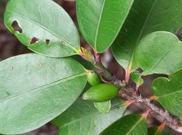 Erythroxylum sideroxyloides - Bois de rongue (fruits) - ERYTHROXYLACEAE - Endémique Réunion, Maurice