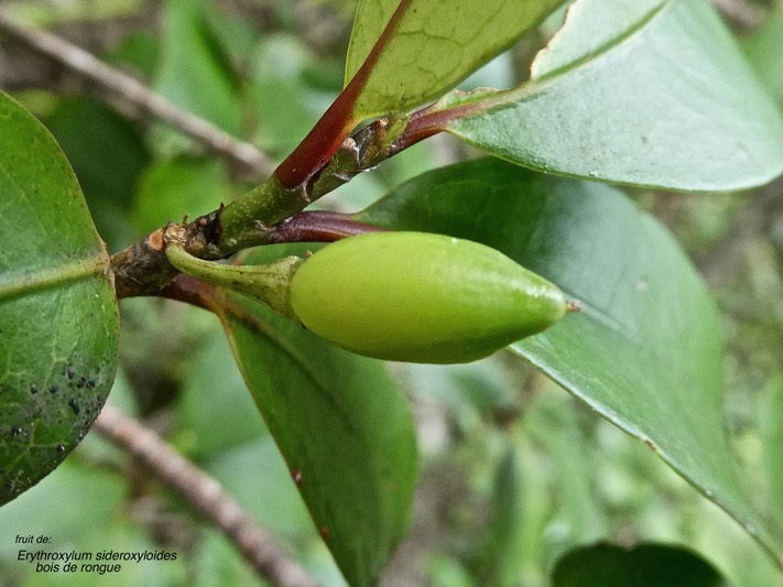 Erythroxylum sideroxyloides.bois de rongue.(fruit ) erythroxylaceae.endémique Réunion Maurice .P1010253