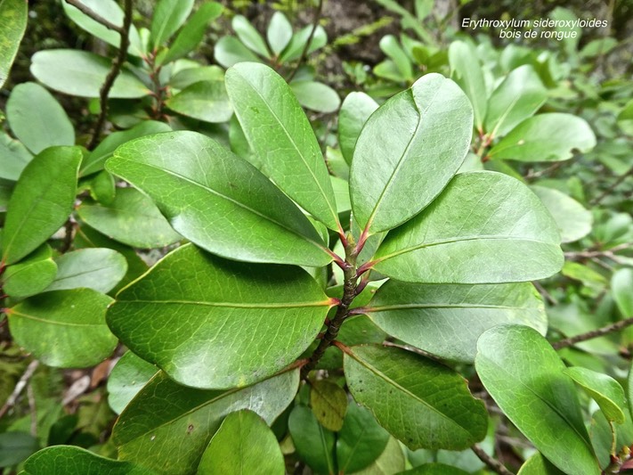 Erythroxylum sideroxyloides.bois de rongue.erythroxylaceae.endémique Réunion Maurice.P1010262