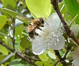Eugenia buxifolia. bois de nèfles à petites feuilles .myrtaceae..(fleur butinée par une abeille )P1010197