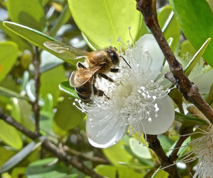 Eugenia buxifolia. bois de nèfles à petites feuilles .myrtaceae..(fleur butinée par une abeille )P1010197