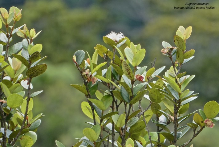 Eugenia buxifolia .bois de nèfles à petites feuilles.myrtaceae.endémique Réunion.P1010023