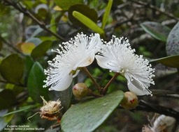 Eugenia buxifolia.bois de nèfles à petites feuilles .myrtaceae.endémique Réunion.P1010247
