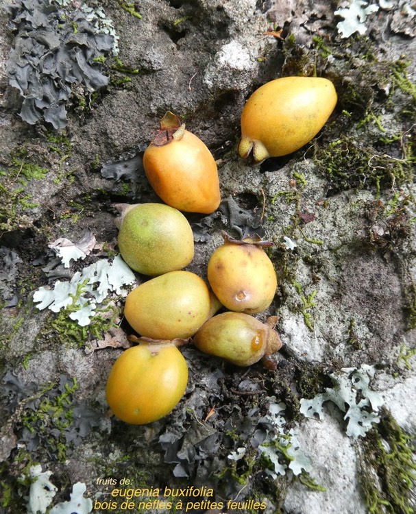 Eugenia buxifolia.bois de nèfles à petites feuilles.(fruits mûrs) myrtaceae.endémique Réunion.P1010331
