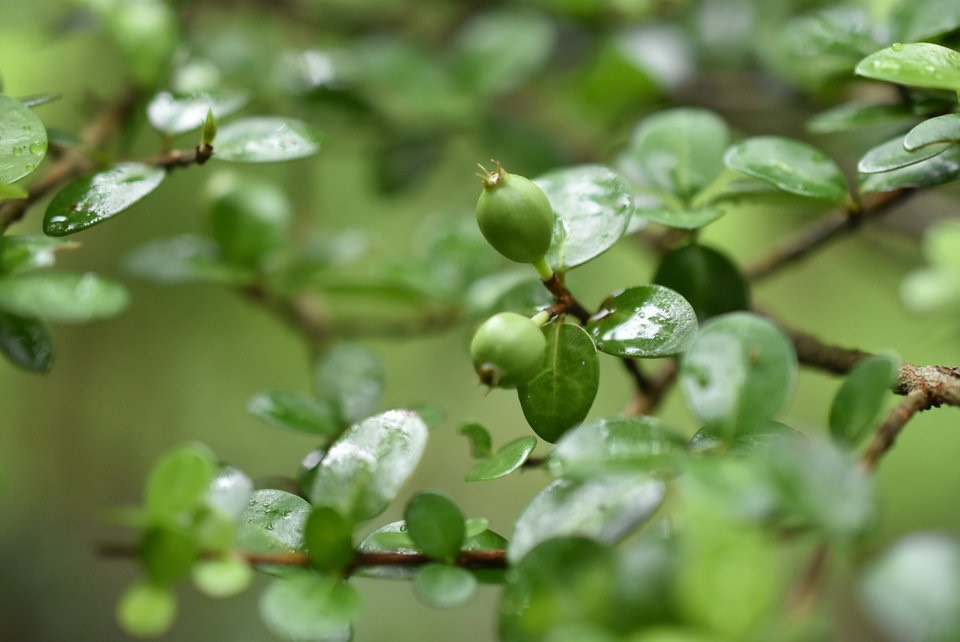 Fernelia buxifolia - Bois de buis (fruits) - RUBIACEAE - Endémique Mascareignes