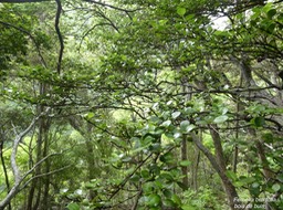 Fernelia buxifolia.bois de buis.(branches étalées et portant des fruits ) rubiaceae.endémique Mascareignes.P1010316