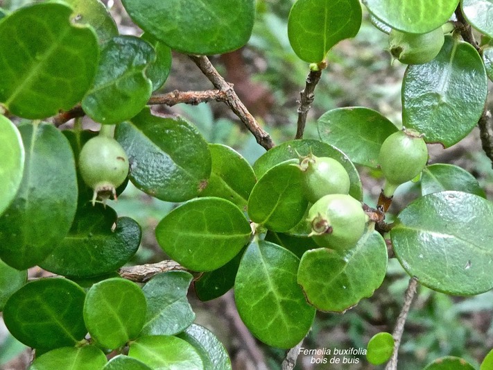 Fernelia buxifolia.bois de buis.(feuillage et fruits )rubiaceae.endémique Mascareignes.P1010307