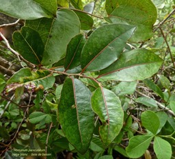 Homalium paniculatum.corce blanc.bois de bassin. (feuillage jeune ) salicaceae.endémique Réunion.Maurice.P1010087