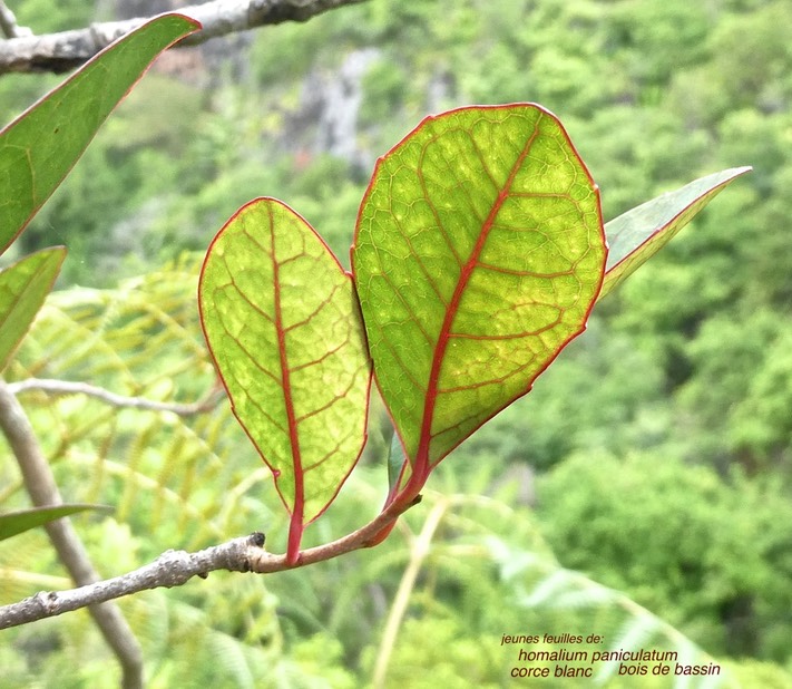 Homalium paniculatum.corce blanc.bois de bassin.(jeunes feuilles )salicaceae.endémique Réunion Maurice.P1010118