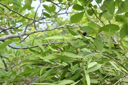 Olea lancea - Bois d'olive blanc (fruits) - OLEACEAE - Indigène Réunion