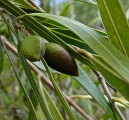 Olea lancea.bois d'olive blanc.(fruits immatures) oleaceae.indigène Réunion.P1010038