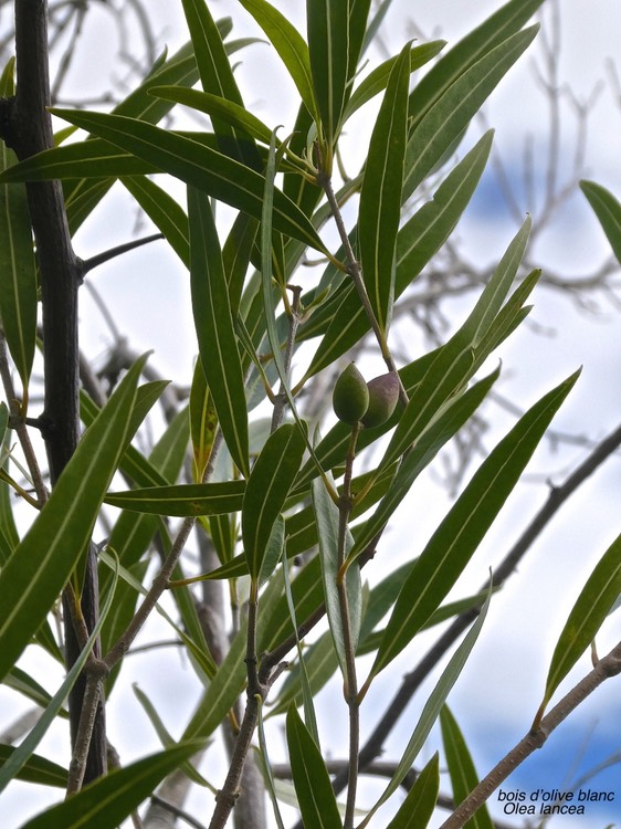 Olea lancea.bois d'olive blanc.oleaceae.indigène Réunion.P1010034