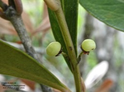 Pleurostylia pachyphloea.bois d'olive grosse peau.(fruits mûrs)celastraceae.endémique Réunion.P1010454