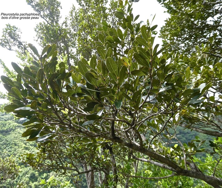 Pleurostylia pachyphloea.bois d'olive grosse peau.celastraceae;endémique Réunion.P1010176
