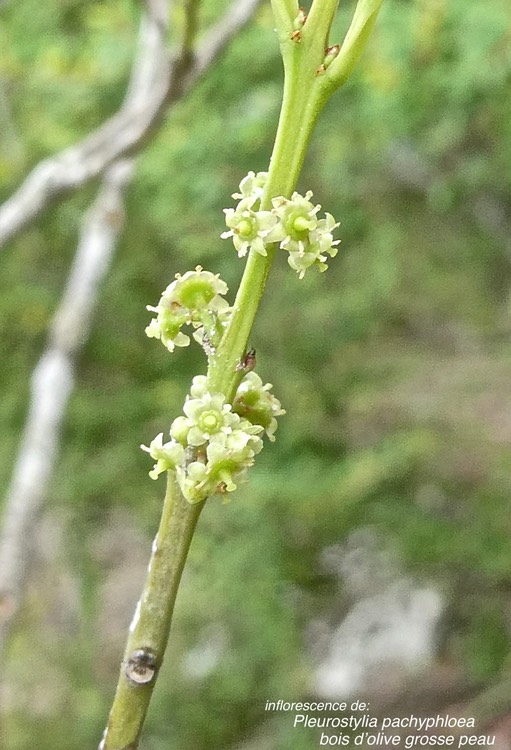 Pleurostylia pachyphloea.bois d'olive grosse peau.(inflorescence ) celastraceae.endémique Réunion.P1010386
