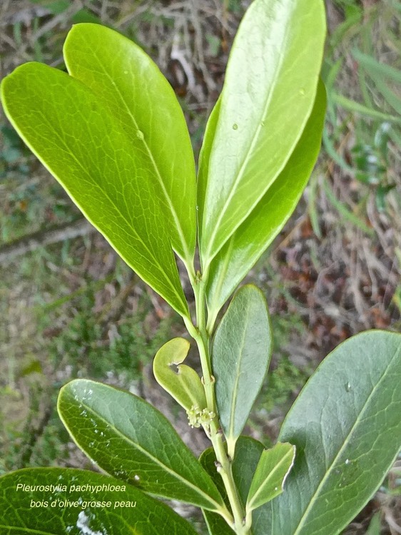 Pleurostylia pachyphloea.bois d'olive grosse peau.celastraceae.endémique Réunion.P1010392