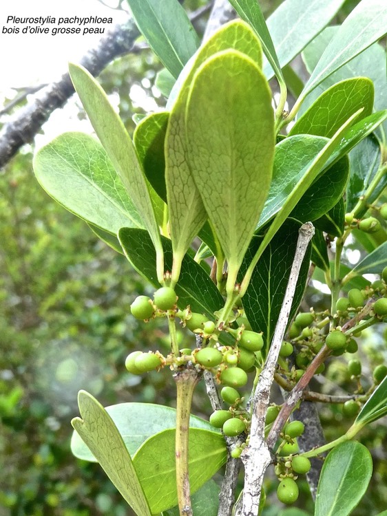 Pleurostylia pachypphloea .bois d'olive grosse peau.(fruits en formation)celastraceae.endémique Réunion.P1010408